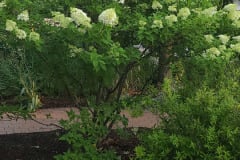 Hydrangeas-Minnetrista-July-2023-10