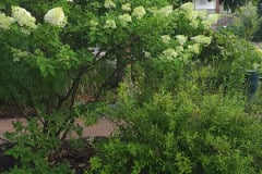 Hydrangeas-Minnetrista-July-2023-11