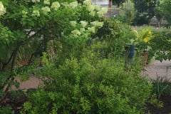 Hydrangeas-Minnetrista-July-2023-12
