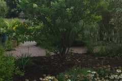 Hydrangeas-Minnetrista-July-2023-13