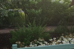 Hydrangeas-Minnetrista-July-2023-14
