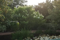 Hydrangeas-Minnetrista-July-2023-15