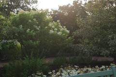 Hydrangeas-Minnetrista-July-2023-16