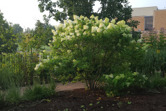 Hydrangeas-Minnetrista-July-2023-17