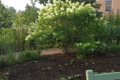 Hydrangeas-Minnetrista-July-2023-18