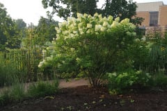Hydrangeas-Minnetrista-July-2023-19