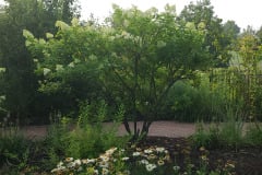 Hydrangeas-Minnetrista-July-2023-20