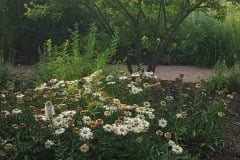 Hydrangeas-Minnetrista-July-2023-21