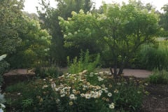 Hydrangeas-Minnetrista-July-2023-22