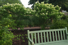 Hydrangeas-Minnetrista-July-2023-3