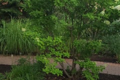 Hydrangeas-Minnetrista-July-2023-5