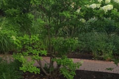 Hydrangeas-Minnetrista-July-2023-6
