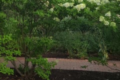 Hydrangeas-Minnetrista-July-2023-7
