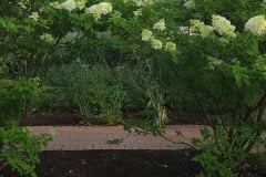Hydrangeas-Minnetrista-July-2023-8