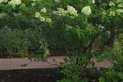 Hydrangeas-Minnetrista-July-2023-9