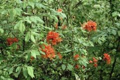 Rhododendron-flammeum
