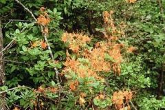 Rhododendron-flammeum2