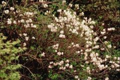 azalea-in-green-bushes