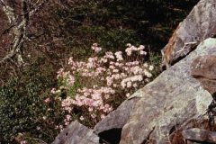 azalea-in-rocks