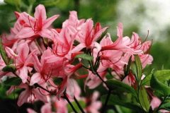 azalea-pink-Rhododendron-prinophyllum