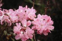 azalea-pink-floating-3
