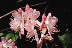 azalea-pink-floating