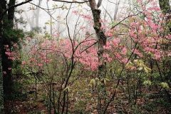 azalea-pink-in-woods-Rhododendron-prinophyllum