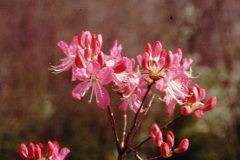 azalea-reddish-pink