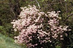 azalea-shrub