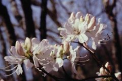 azalea-white-floating-2