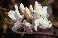 azalea-white-floating