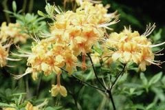 azalea-yellow-floating-2