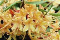 azalea-yellow-floating