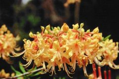 azalea-yellow-orange