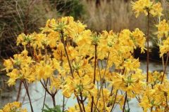 azalea-yellow-profusion
