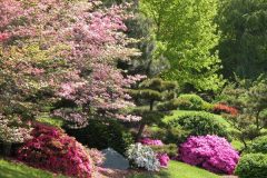azalea_04-6