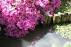 azalea_04-7