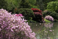 azalea_04-8