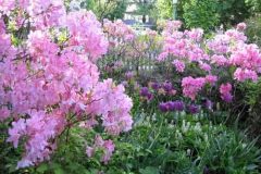 azalea_tulip