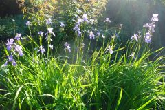 1_Iris_sibirica_dragonfly_2007-06-02_plant