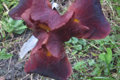5-30-09-013