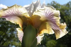 Bearded-Iris-Expose