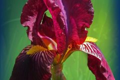 Bearded-Iris-German-Red