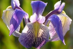 Crowning-IRIS