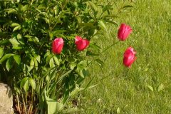 DSC00465