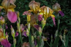 Early-Morning-Irises