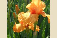 Iris-Bearded-Orange