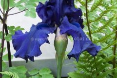 Iris-Blueberry-Bliss-jww