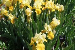 Iris-Honey-Glazed-I-think-May-24-2010-260