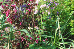 Iris-Purple-Susie-Burns-5-12_1